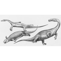 Placodonts - Nothosaurus/Placodus/Ceresiosaur    (c) John Sibbick