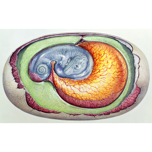 Amniotic egg (c) John Sibbick