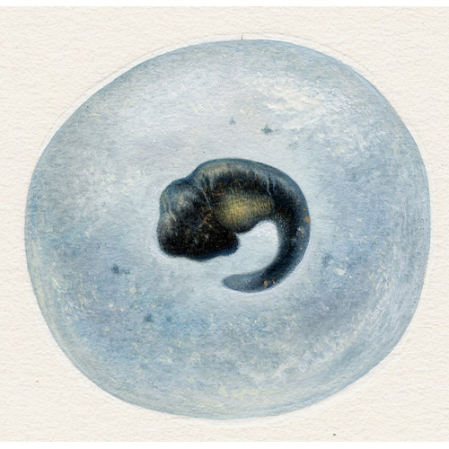 Amphibian egg  (c) John Sibbick