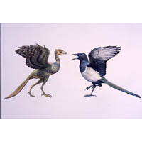 Archaeopteryx compared to Magpie  (c) John Sibbick