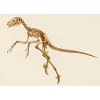 Fuzzy raptor skeleton (c) John Sibbick