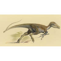 Sinosauropteryx (c) John Sibbick