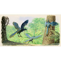Archaeopteryx behaviour  (c) John Sibbick