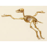 Confuciusornis skeleton (c) John Sibbick