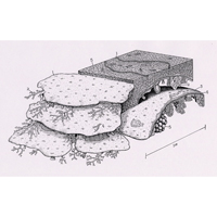 Upper Permian capitan platy sponges  (c) John Sibbick