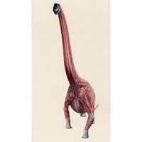 Brachiosaurus, muscle (c) John Sibbick