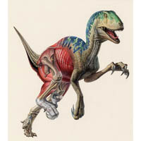 Deinonychus - running, showing muscle and bone  (c) John Sibbick