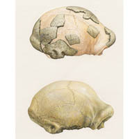 Homo erectus skull caps (Bilzingsleben)  (c) John Sibbick