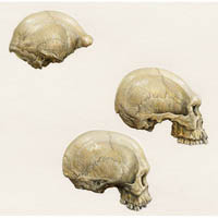 Homo erectus type skulls from Australia - Java/Cohuna/Keilor  (c) John Sibbick