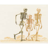 Skeletons - H erectus, Lucy, H sapiens  (c) John Sibbick