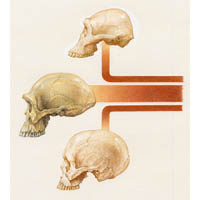 Skulls - H erectus, Lucy, H sapiens  (c) John Sibbick