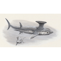Stethacanthus - shark - Carboniferous  (c) John Sibbick