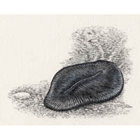 Dickinsonia, quilted animal  (c) John Sibbick