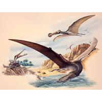 Anhanguera/Cearadactylus/Tropeognathus  (c) John Sibbick