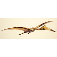 Quetzalcoatlus sp. - fully fleshed flying pose  (c) John Sibbick