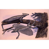 Coelurosauravus  (c) John Sibbick