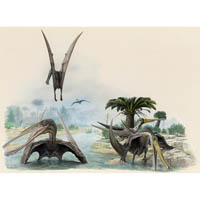 Ctenochasma, Gnathosaurus  (c) John Sibbick