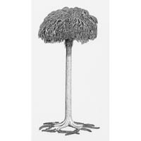 Scale Tree - Lepidodendron (c) John Sibbick
