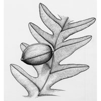 Trigoncarpus seed, Carboniferous (c) John Sibbick