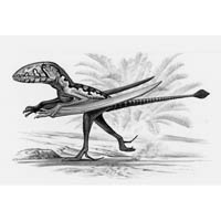 Dimorphodon vignette (c) John Sibbick