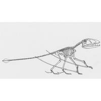 Dimorphodon skeleton profile - quadrapedal (c) John Sibbick