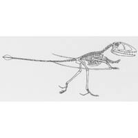 Dimorphodon - bipedal (after Padian) (c) John Sibbick
