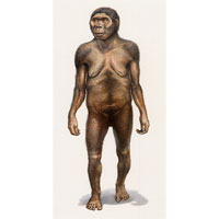 Lucy - Australopithecus afarensis (c) John Sibbick