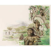 Australopithecus afarensis gathering fruit (c) John Sibbick