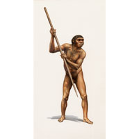 Boxgrove man, H. heidelbergensis (c) John Sibbick