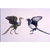 Archaeopteryx compared to Magpie 